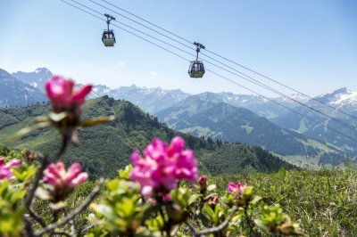 Die Kanzelwandbahn hinter Alpenrosen