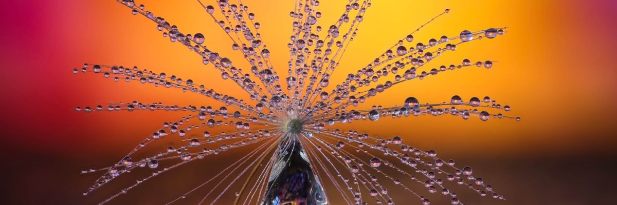 CEWE Photo Award Category winner Little Dandelion umbrella by Petra Jung Nature