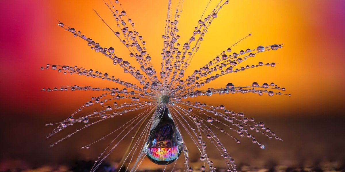 CEWE Photo Award Category winner Little Dandelion umbrella by Petra Jung Nature