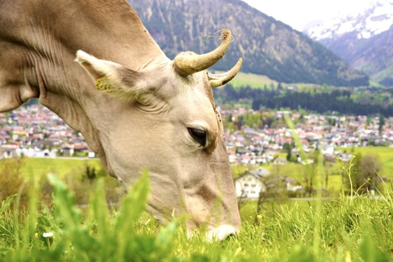 Metall-Kuh auf der Weide, Deutschland, Bayern, Allgaeu, Oberstdorf metal  vow in the pasture