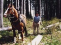 Forstarbeiten
