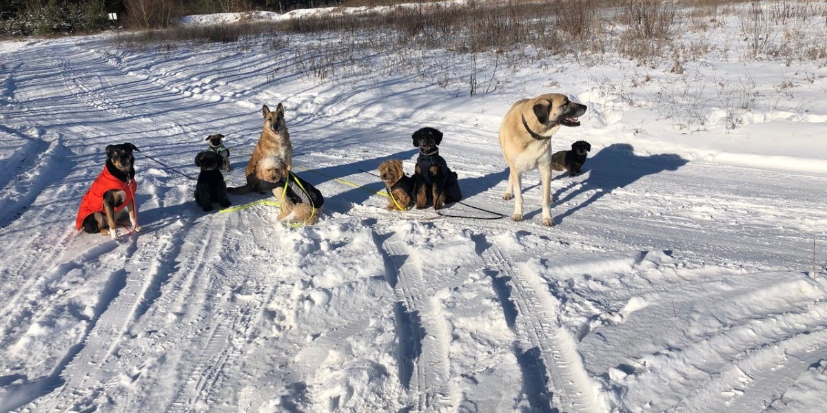 Hunde in Winterlandschaft