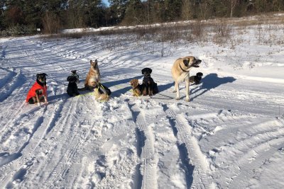 Hunde in Winterlandschaft