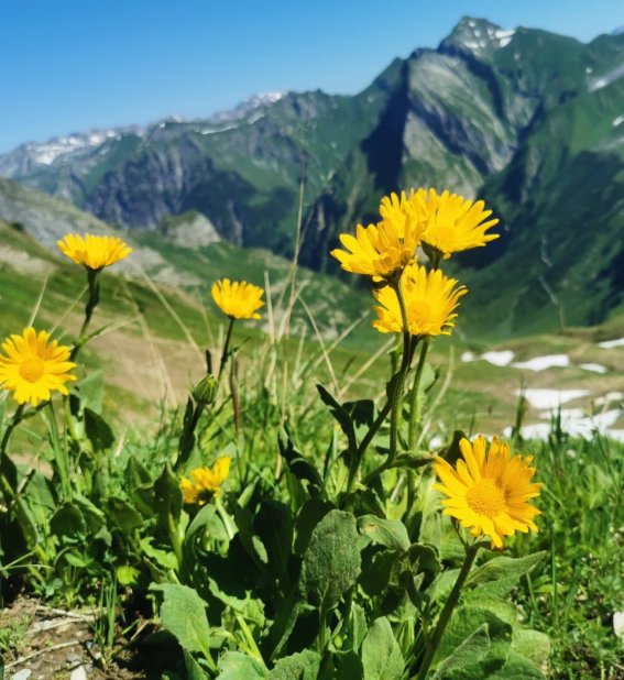 Gämswurz mit Blick ins Oytal