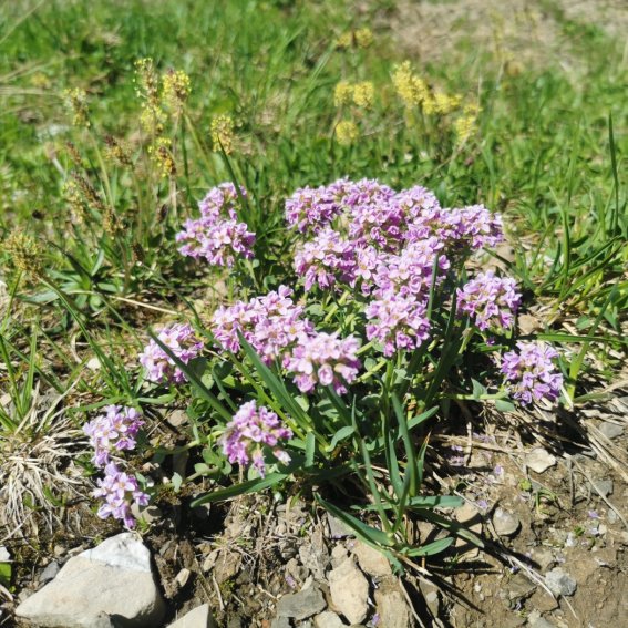 Rundblättrige Hellerkraut
