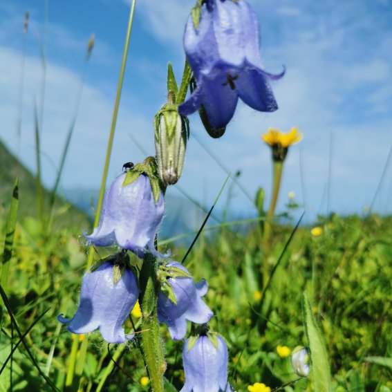 Bärtige Glockenblume