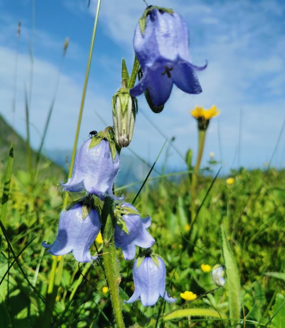 Bärtige Glockenblume