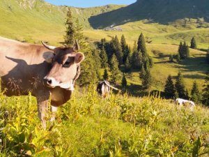 Blick zur Alpe Schlappold