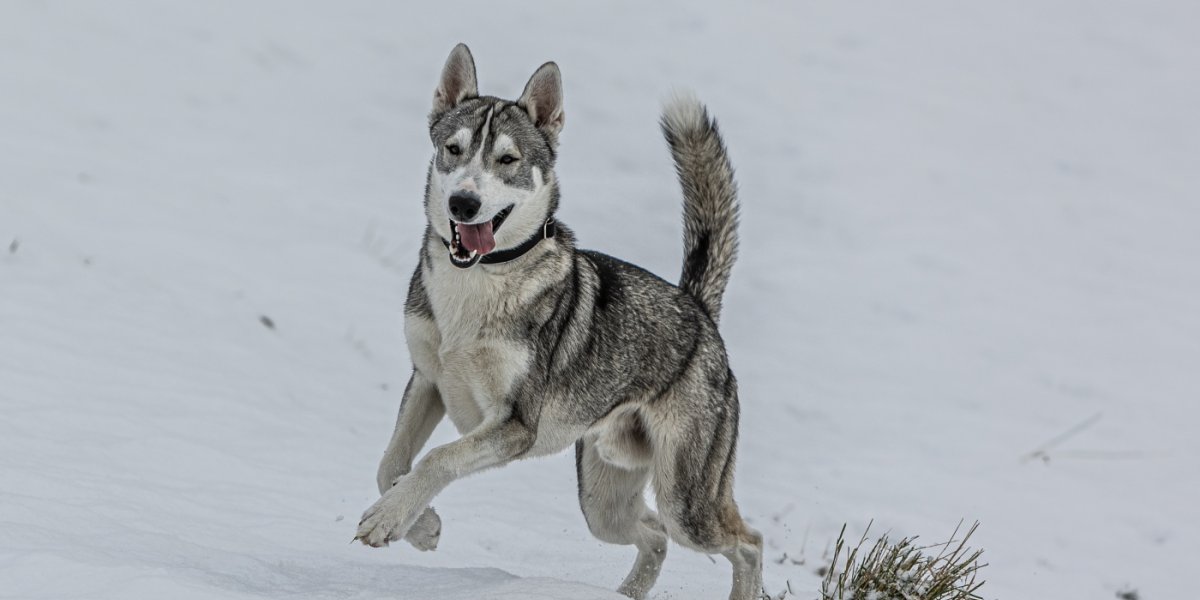 Husky im Schnee