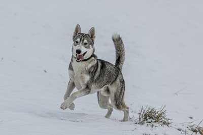 Husky im Schnee