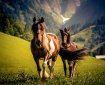 Ponyreiten Haseltopf