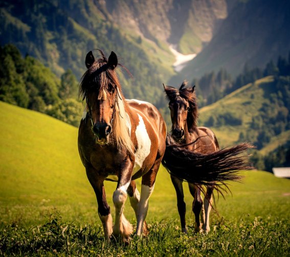Ponyreiten Haseltopf
