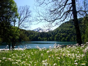 Freibergsee im Frühling - Bild: Petra Schumacher Freibergsee im Frühling