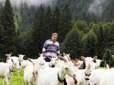 Ziegenherde