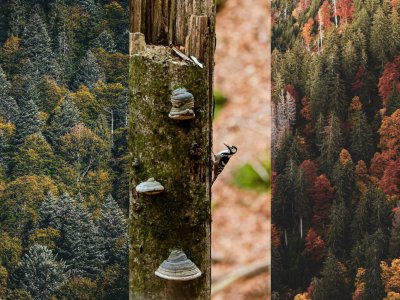 Bergmischwald