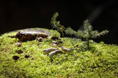 Spurenim Wald