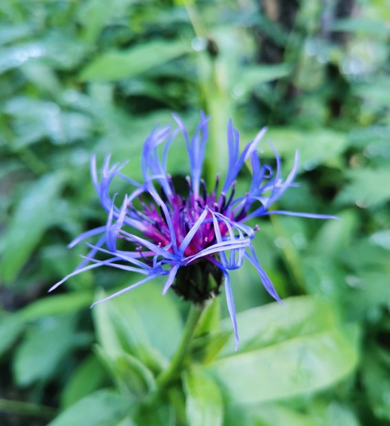 Bergflockenblume