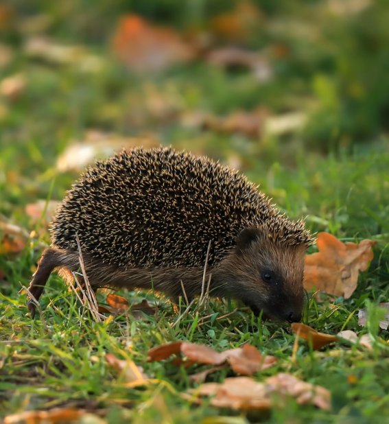 Igel erkundet den Herbstgarten