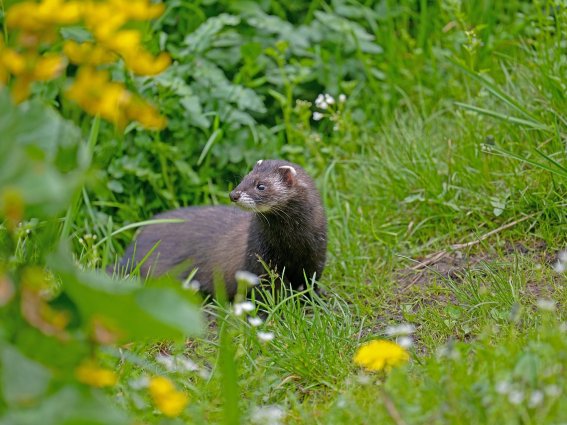 Iltis im Gras - Bild: Georg Wietschorke über Pixabay