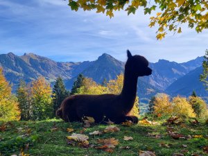 Alpaka Alexandra Loth