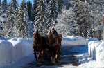 Pferdeschlittenfahrt ins Breitachtal