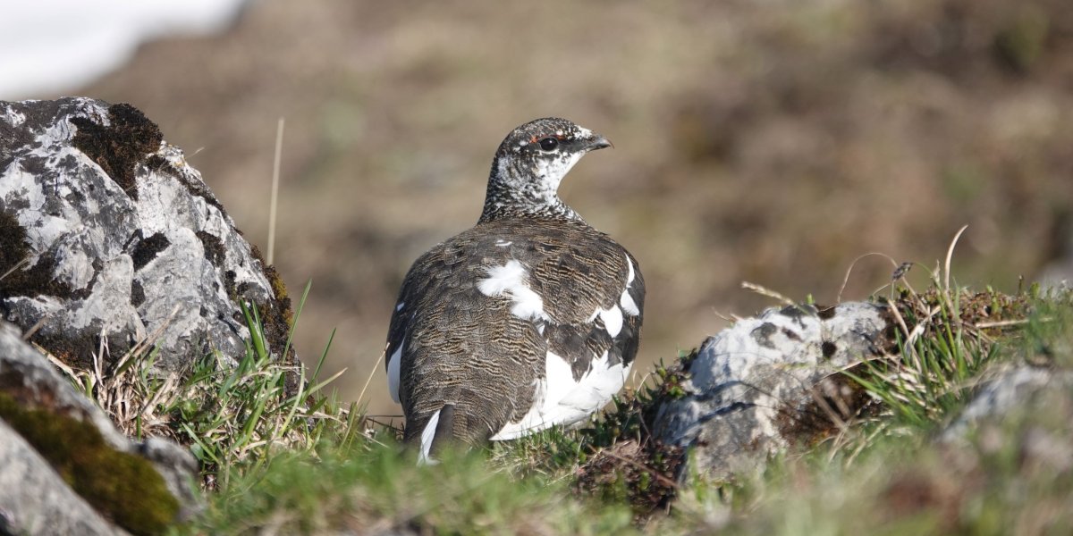 Alpenschneehuhn F Steinmeyer