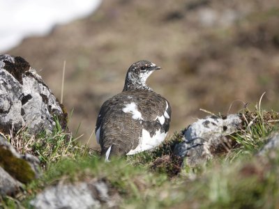 Alpenschneehuhn F Steinmeyer