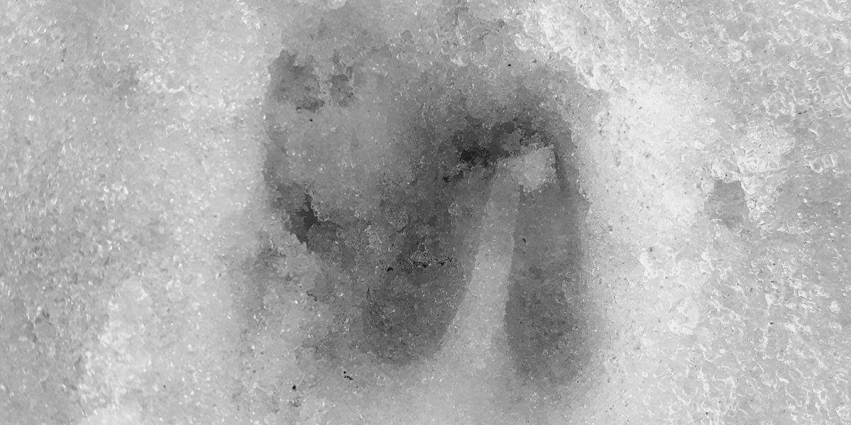 Rehtritt 20260207 104022 Tanja König