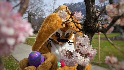 Hoppel beim Ostereier verstecken