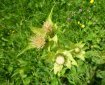 Kohlkratzdistel
