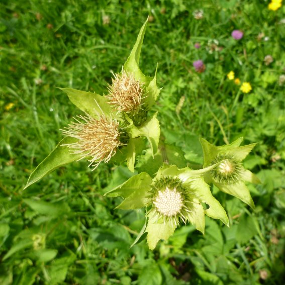 Kohlkratzdistel - Bild: Brunhilde Kirchhof