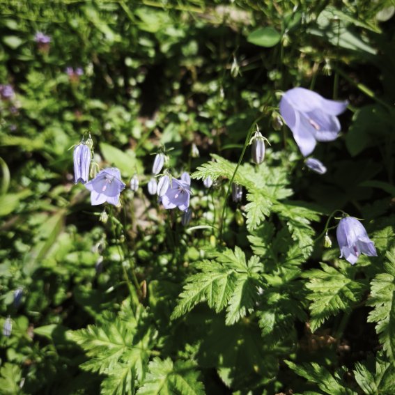 Rundblättrige Glockenblume