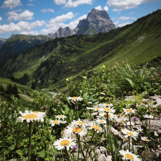 Alpen-Margeriten mit Blick zum Großen Widderstein Alpen-Margeriten, im Hintergrund der Große Widderstein