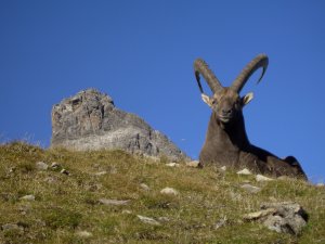 Steinbock