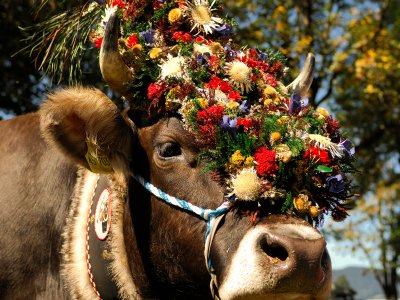 Viehscheid Schöllang Tourismus Oberstdorf (2)