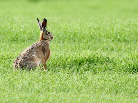 © Faszination-Natur-Pur - Bild: Jörg Förster