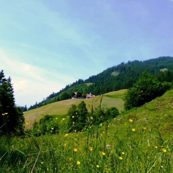 Die Gaisalpe