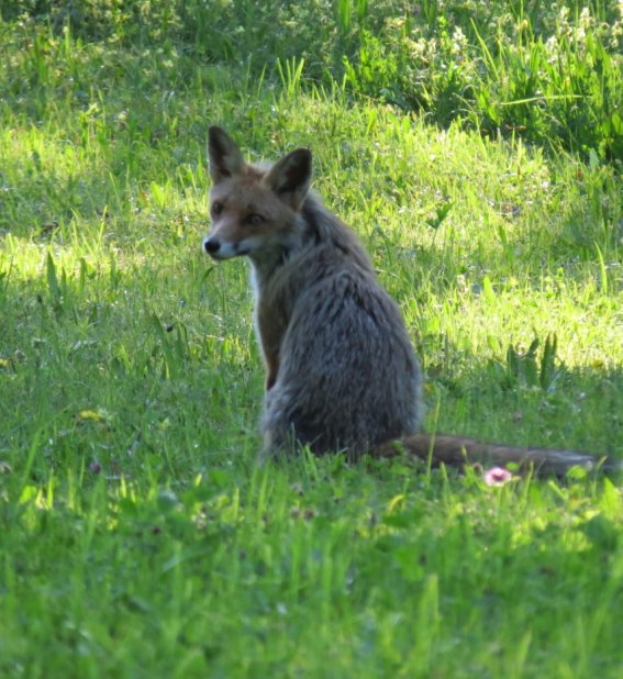 Fuchs