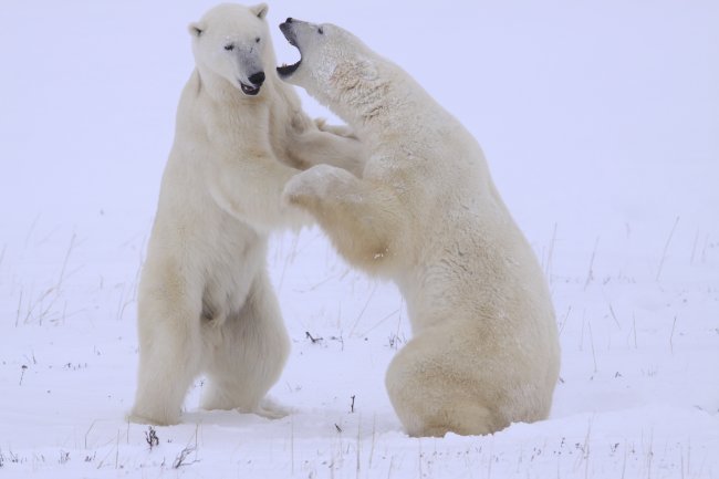 Eisbären, Churchill, Manituba, Kanada