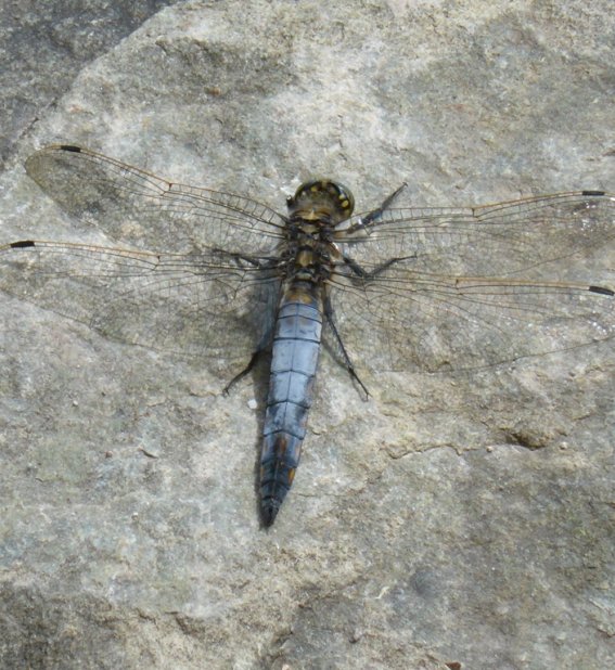 Plattbauchlibelle