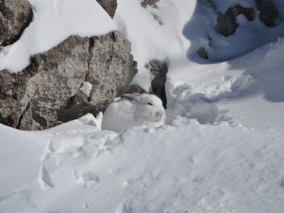 Schneehase - Foto: Henning Werth / LBV
