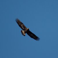 Steinadler