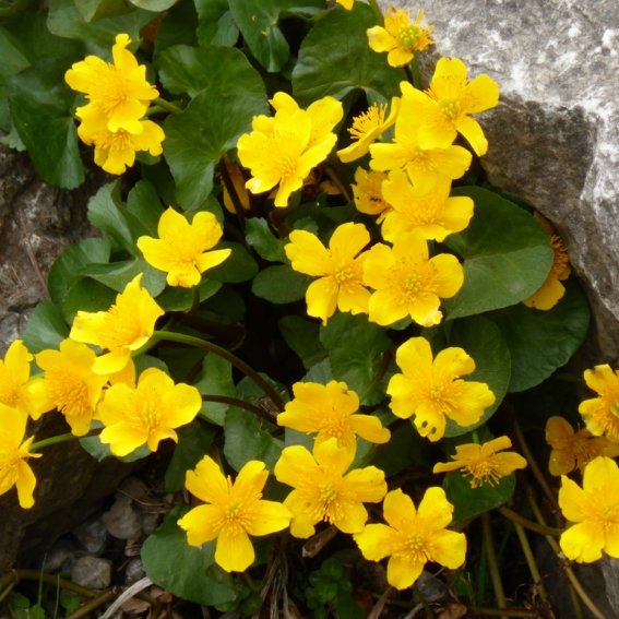 Sumpfdotterblumen