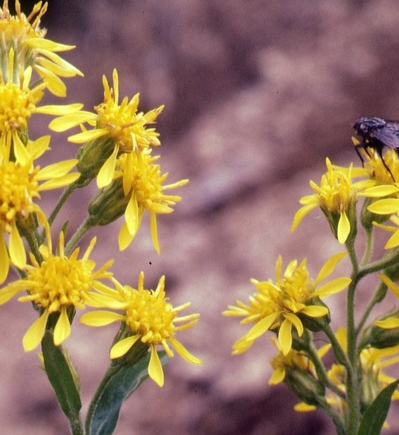 Alpenblumen