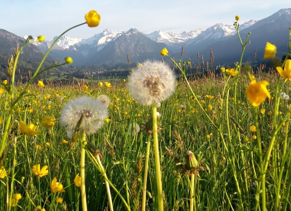Löwenzahn und Hahnenfuß