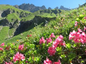 Alpenrosen im Sperrbachtobel