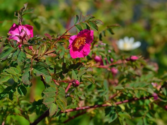 Hundsrose