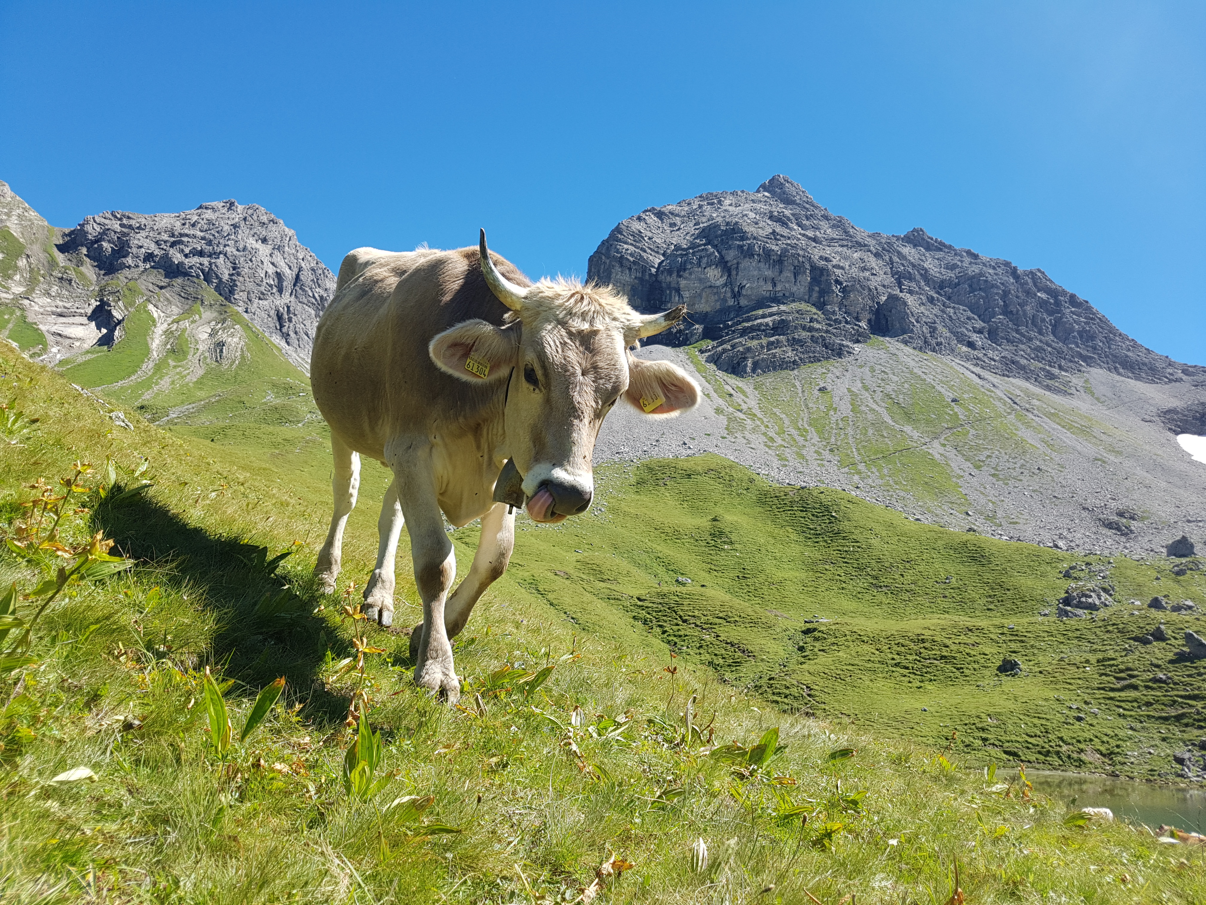 Kuh - Alpen - Braunvieh - Hörner - Original - Allgäu - typisch