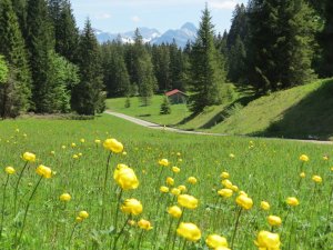 Trollblumen am Engenkopf