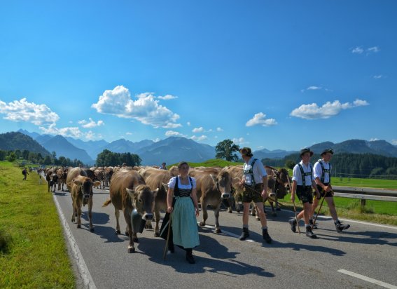Viehscheid in Schöllang